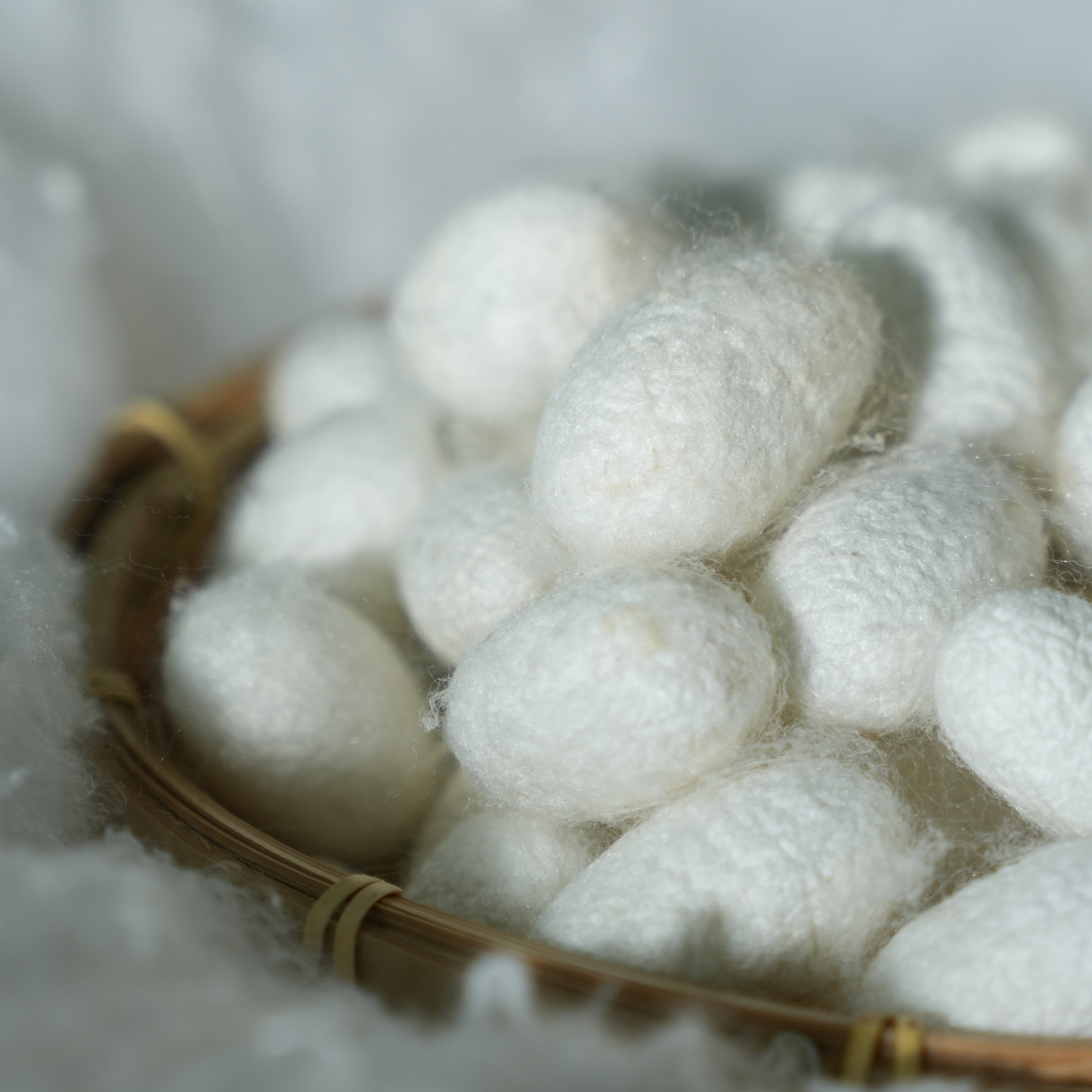 Natural white silk cocoons in a woven basket