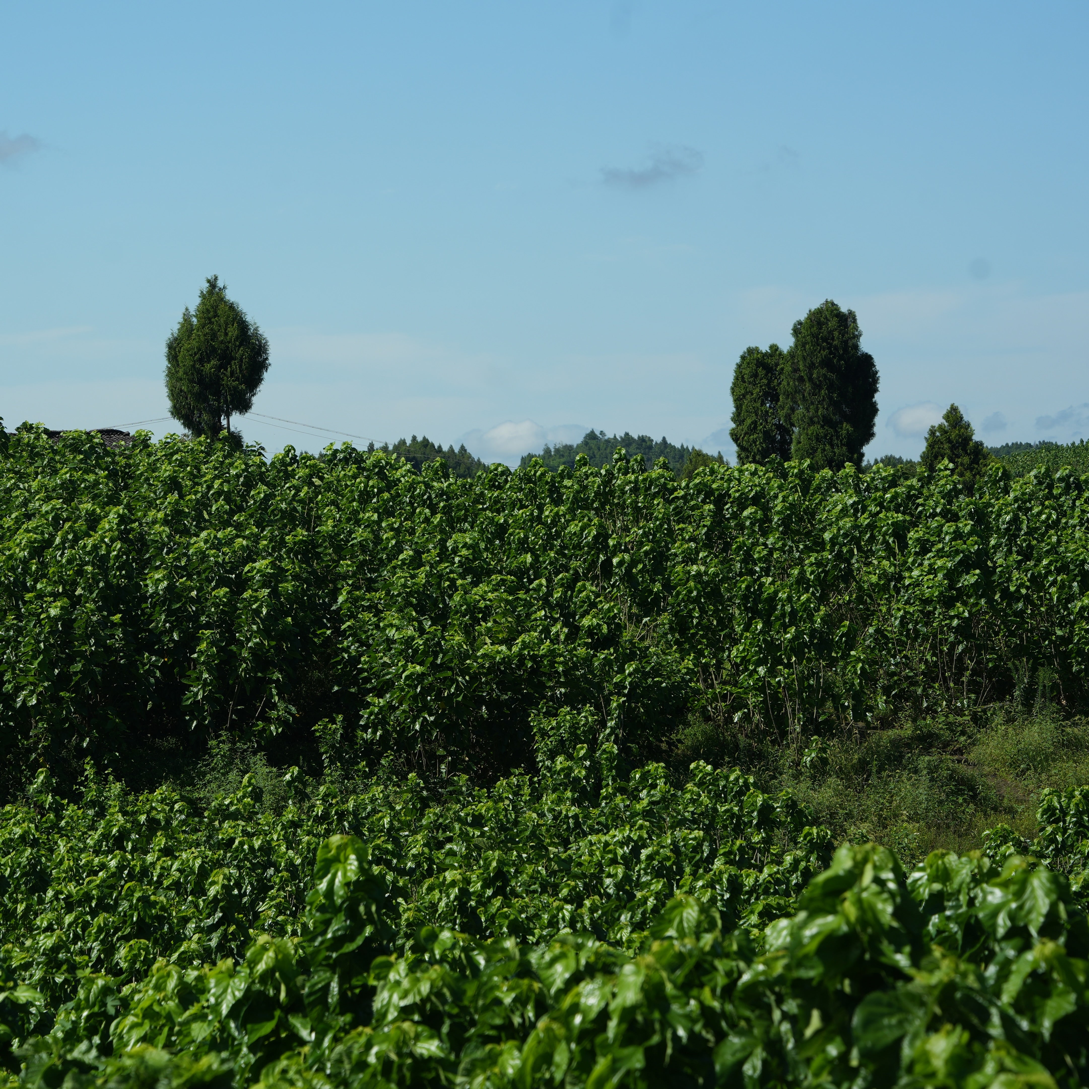 Mulberry grove connected to Little Cocoon silk bedding
