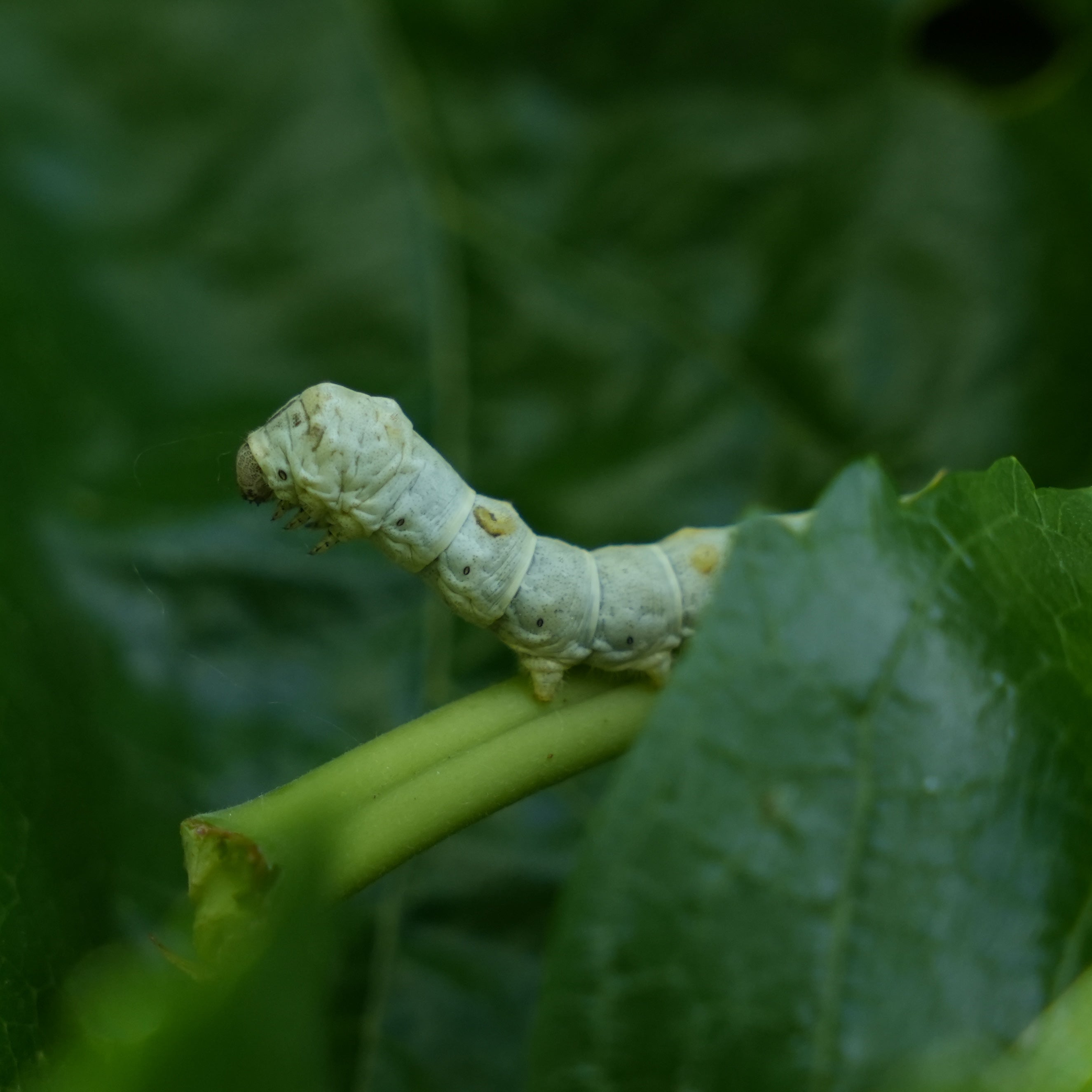 Silkworm feeding on mulberry leaves